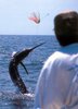 Black marlin 6